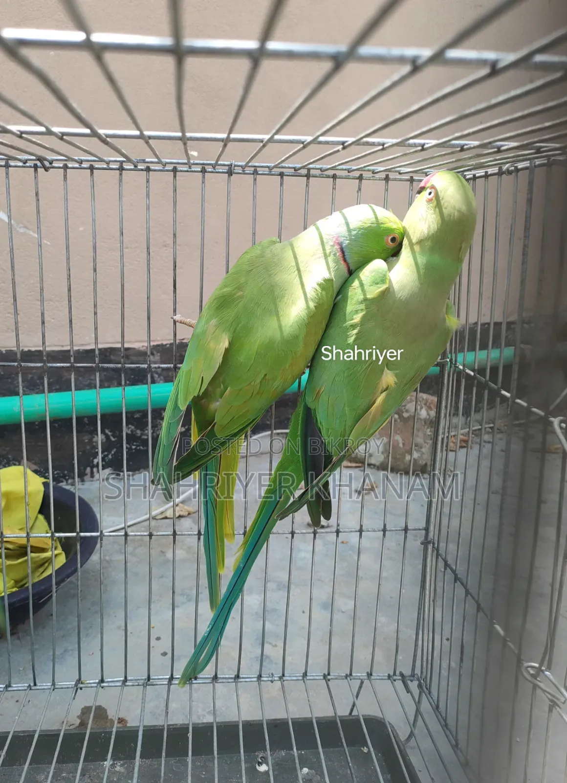 Indian Ringneck Parrot.