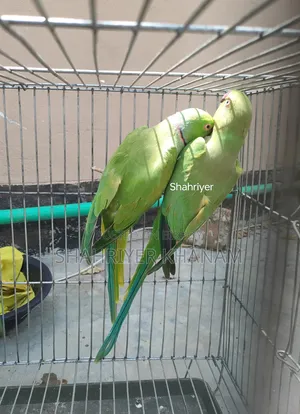 Indian Ringneck Parrot.