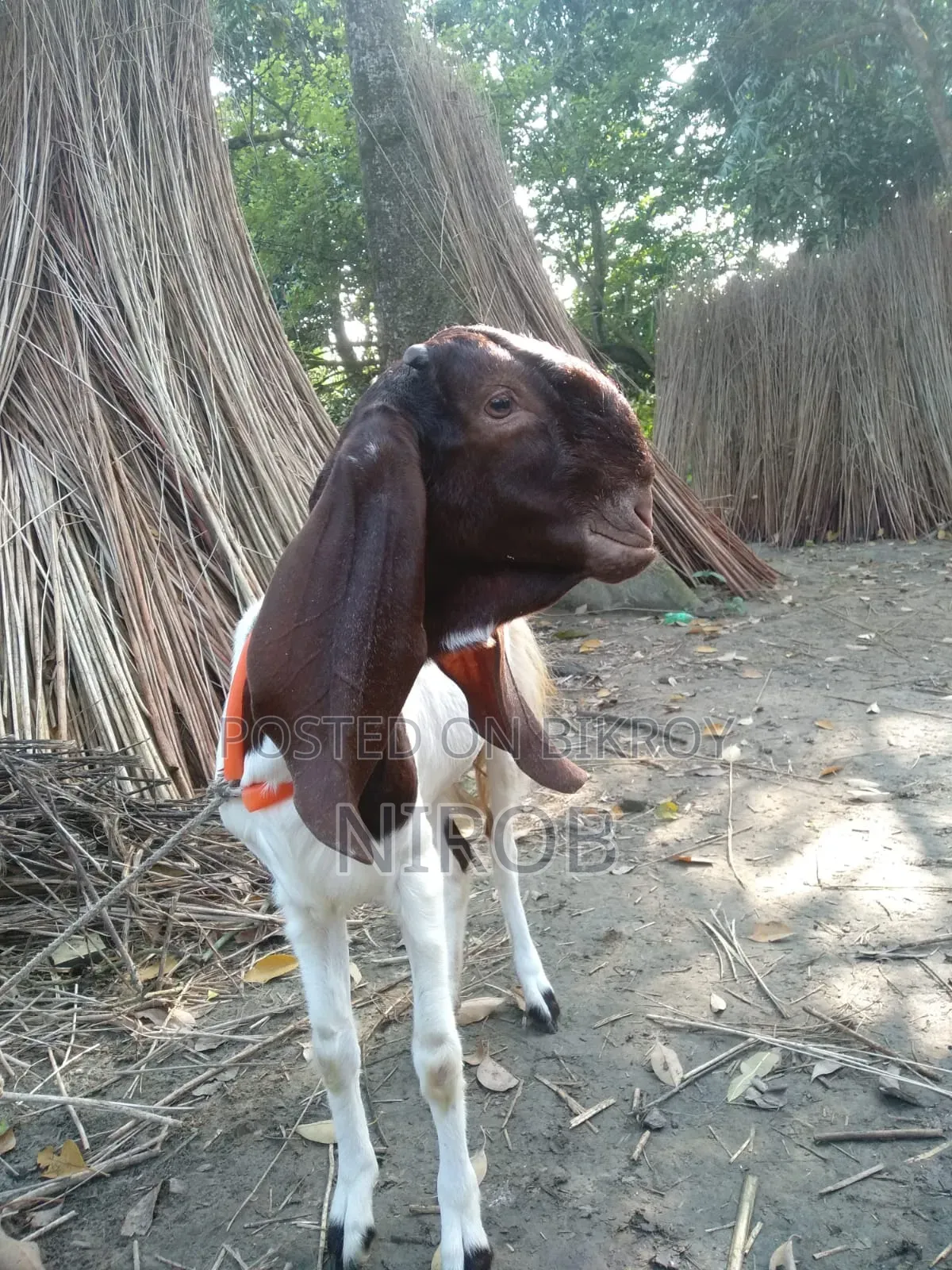 Totapori Goat
