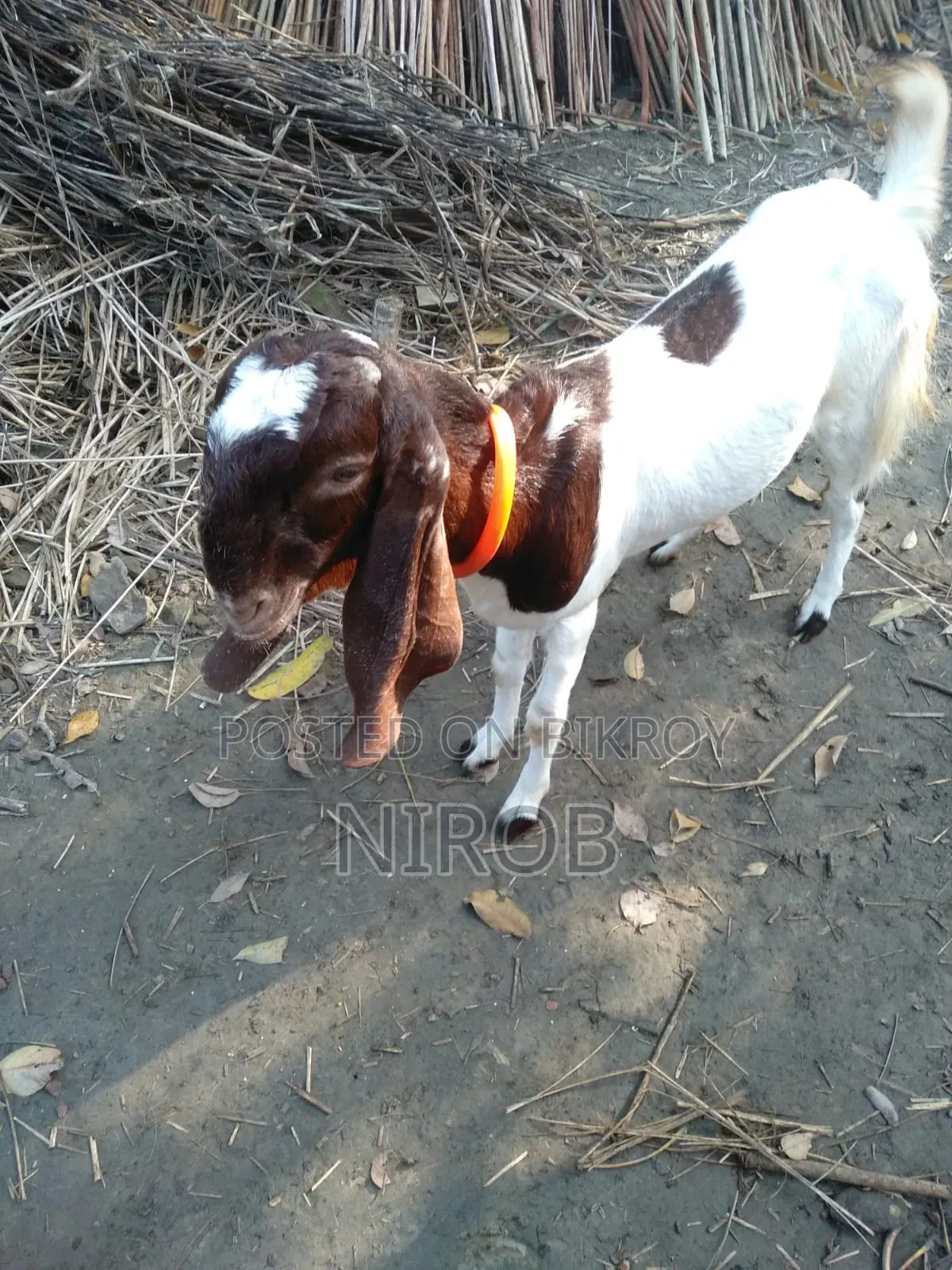 Totapori Goat