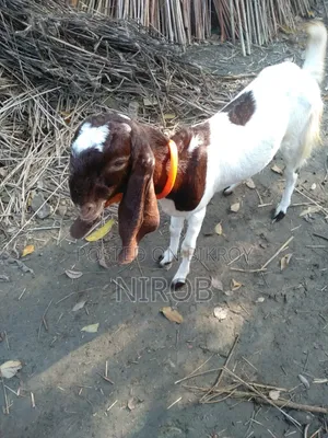 Totapori Goat