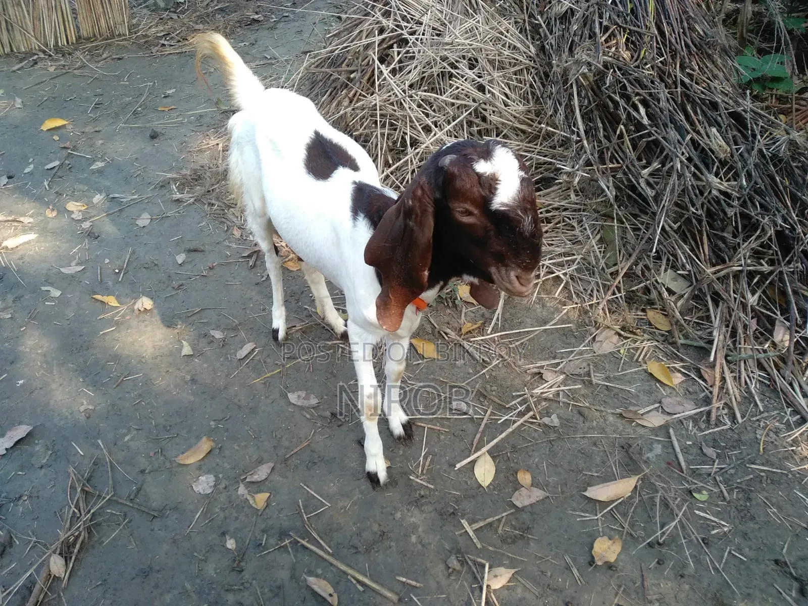 Totapori Goat
