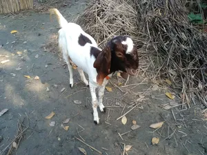Totapori Goat