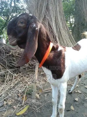 Totapori Goat
