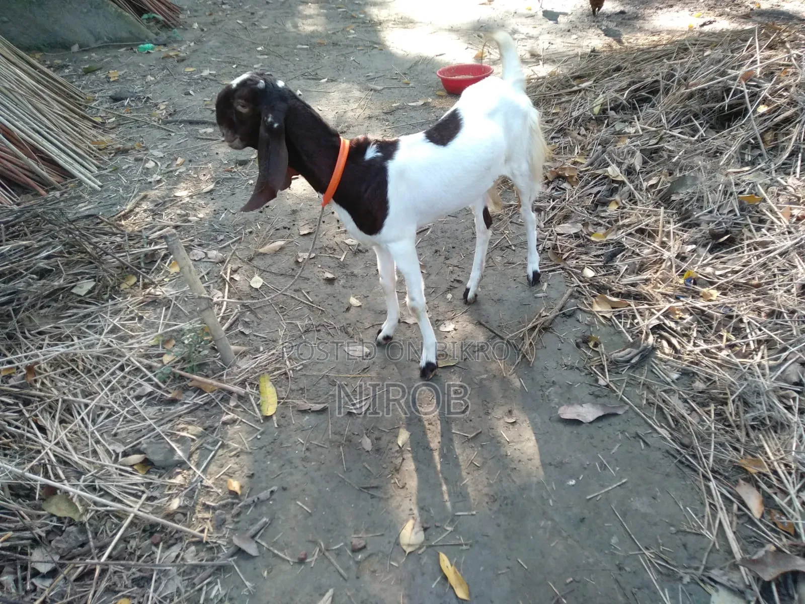 Totapori Goat