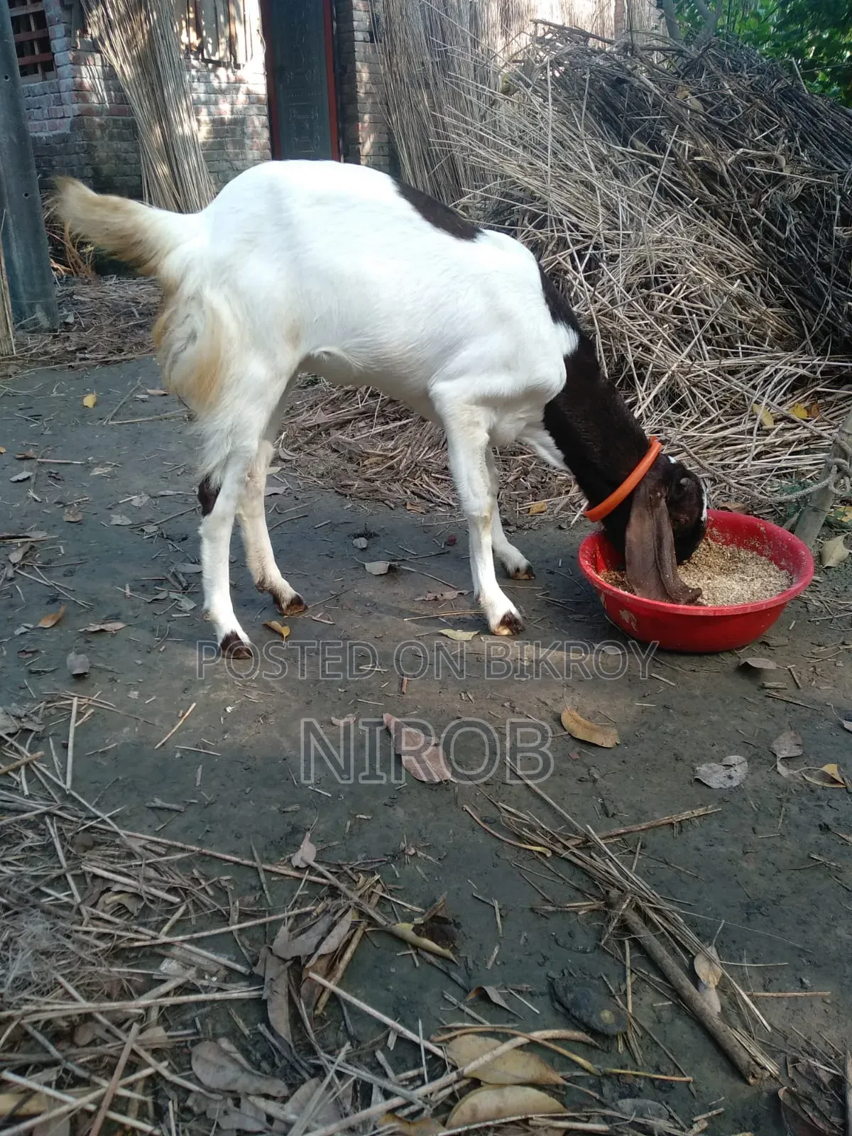 Totapori Goat