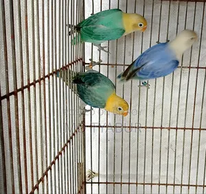 লাভ বার্ড অপলাইন