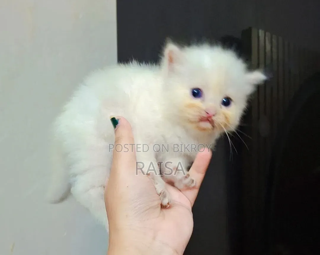 0-1 month Female Purebred Persian