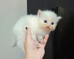0-1 month Female Purebred Persian