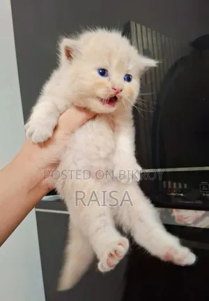 0-1 month Female Purebred Persian