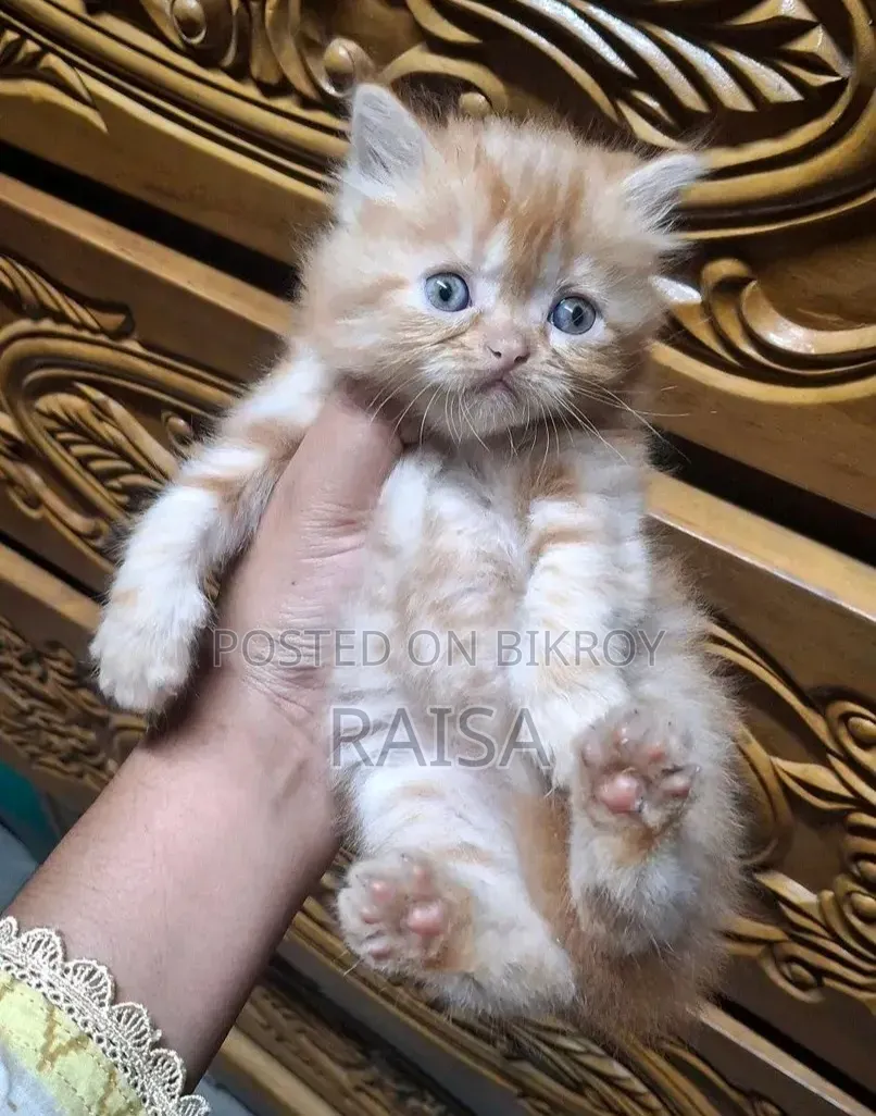 0-1 month Female Purebred Persian