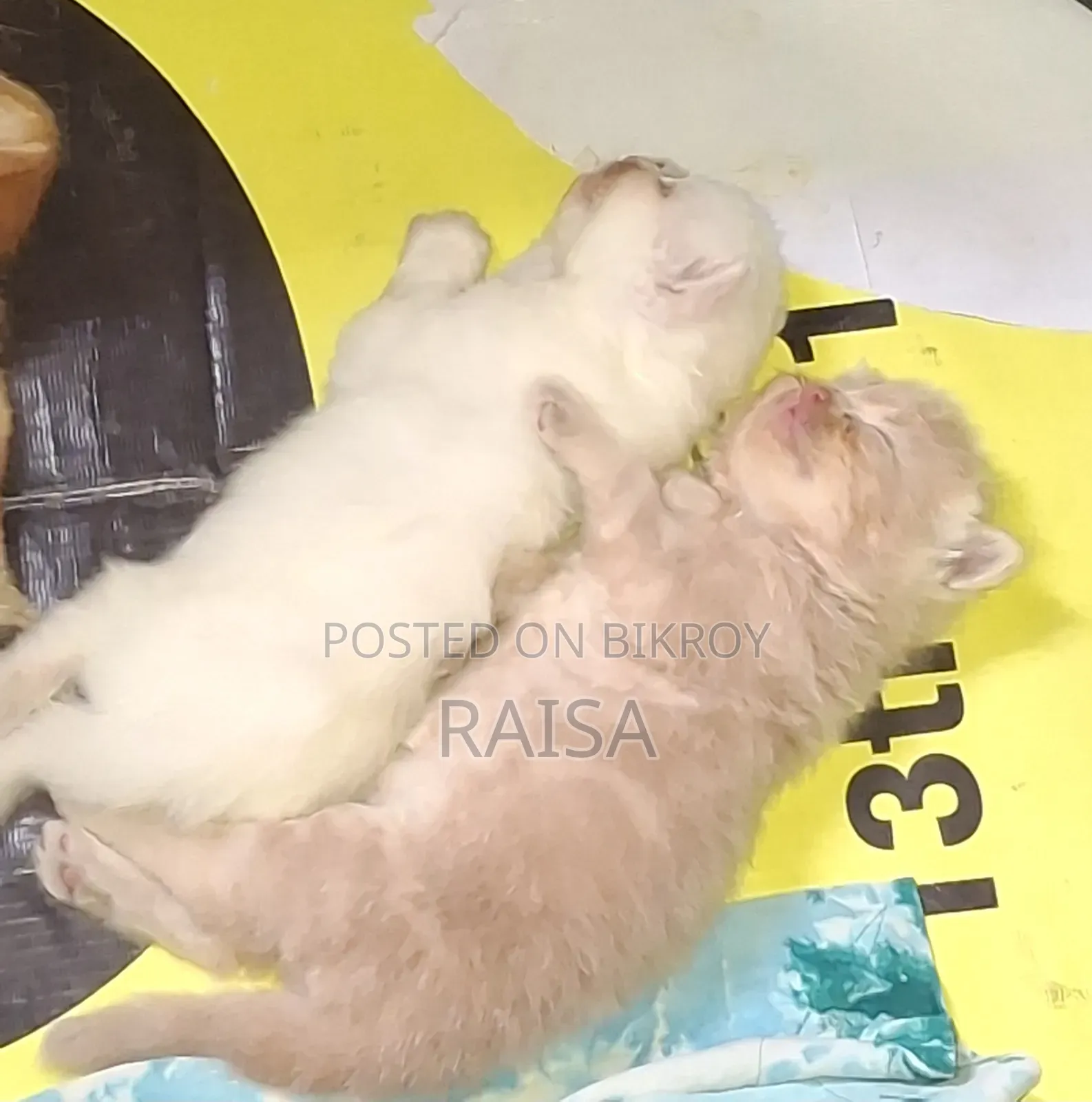 0-1 month Female Purebred Persian