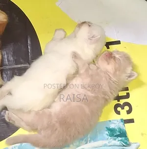 0-1 month Female Purebred Persian