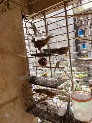 পাখি ১জোরা বাজিগর ২জোরা খুখু ১ পিসমোরগি