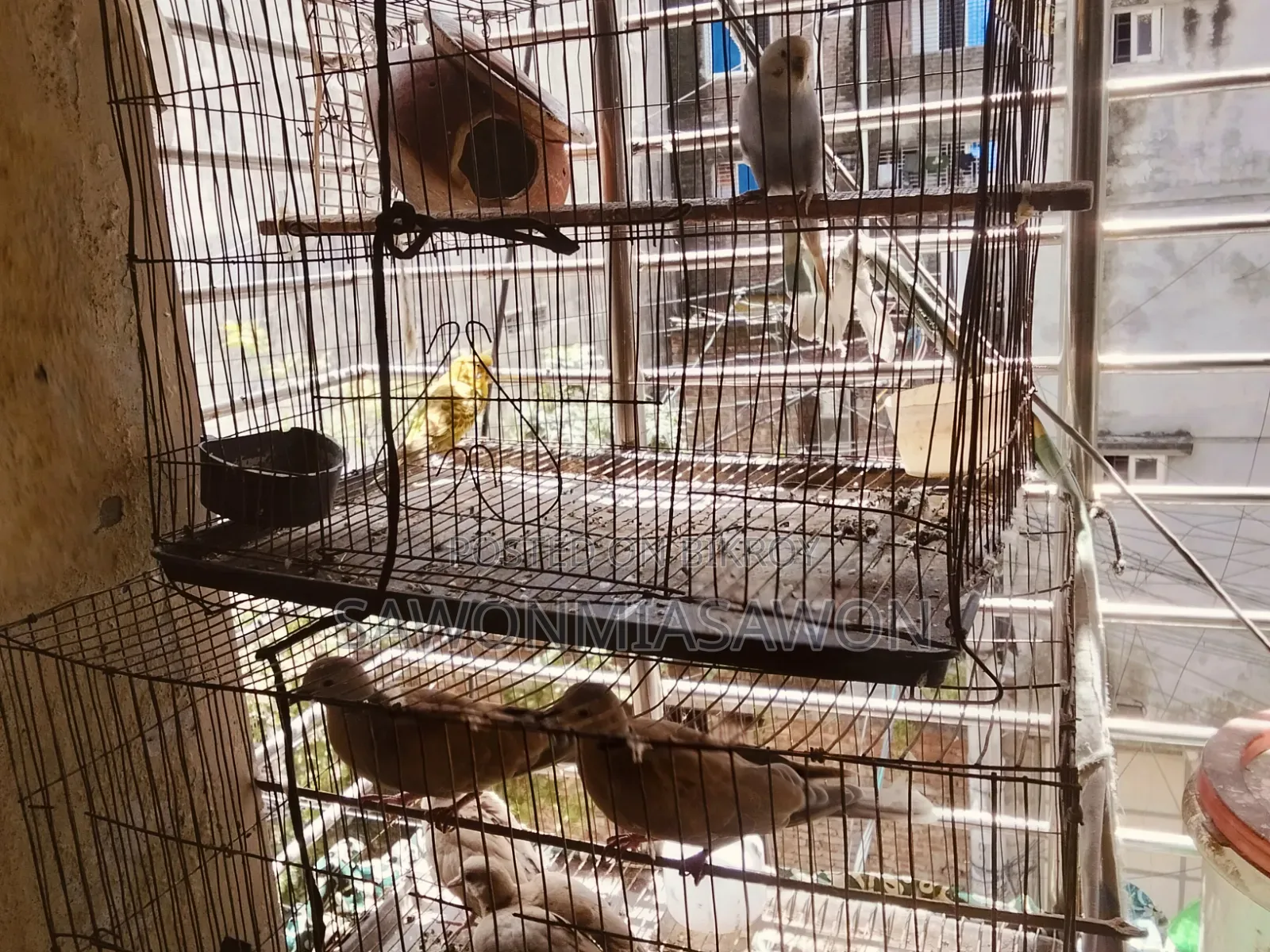 পাখি ১জোরা বাজিগর ২জোরা খুখু ১ পিসমোরগি