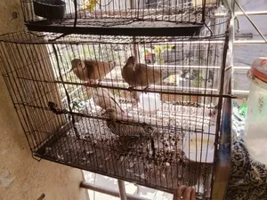 পাখি ১জোরা বাজিগর ২জোরা খুখু ১ পিসমোরগি