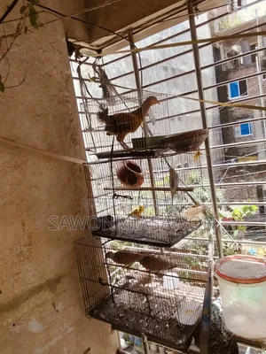 পাখি ১জোরা বাজিগর ২জোরা খুখু ১ পিসমোরগি