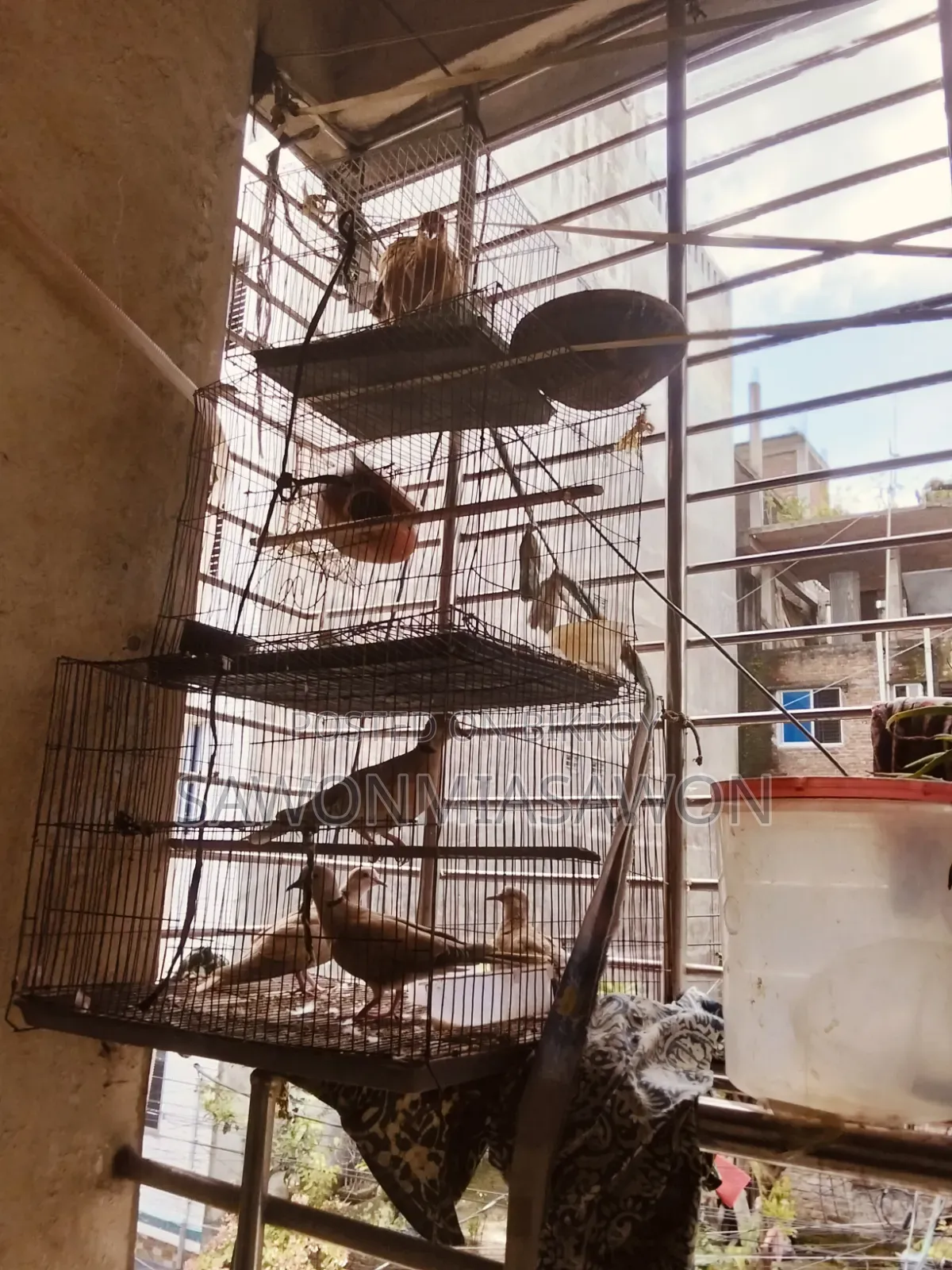 পাখি ১জোরা বাজিগর ২জোরা খুখু ১ পিসমোরগি