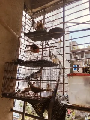 পাখি ১জোরা বাজিগর ২জোরা খুখু ১ পিসমোরগি