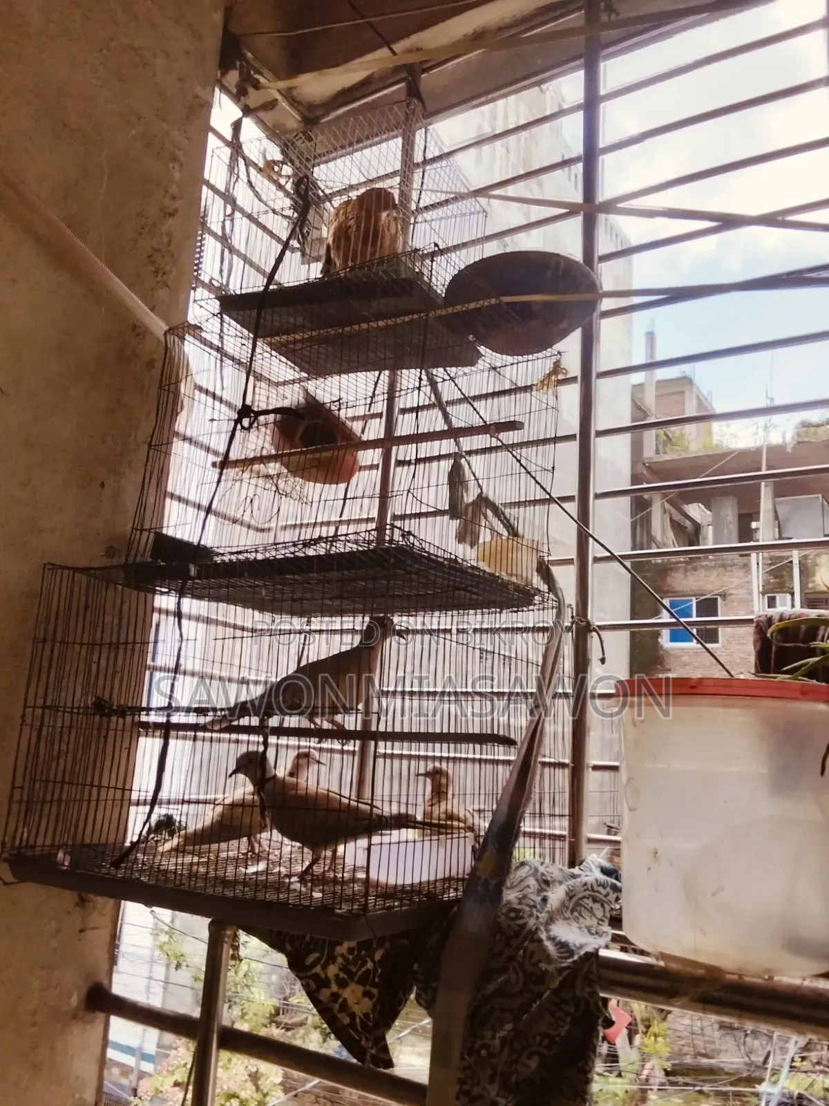 পাখি ১জোরা বাজিগর ২জোরা খুখু ১ পিসমোরগি