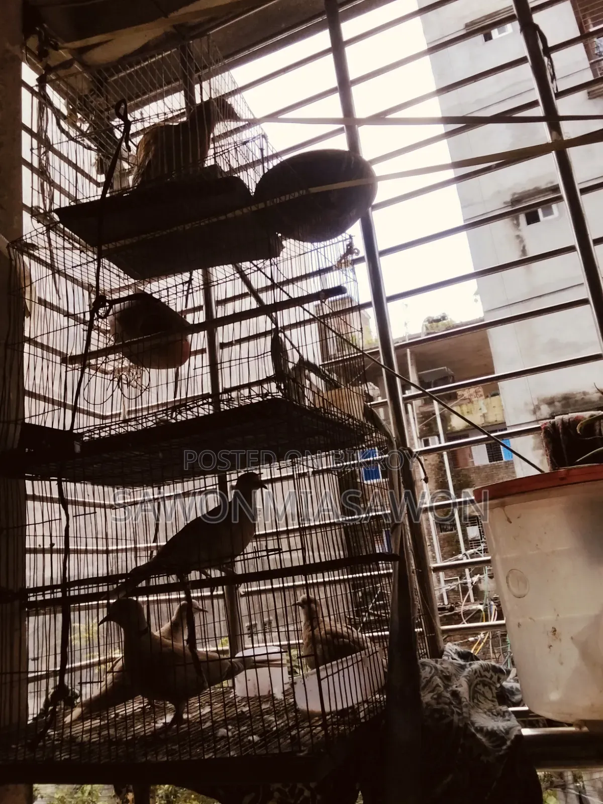পাখি ১জোরা বাজিগর ২জোরা খুখু ১ পিসমোরগি