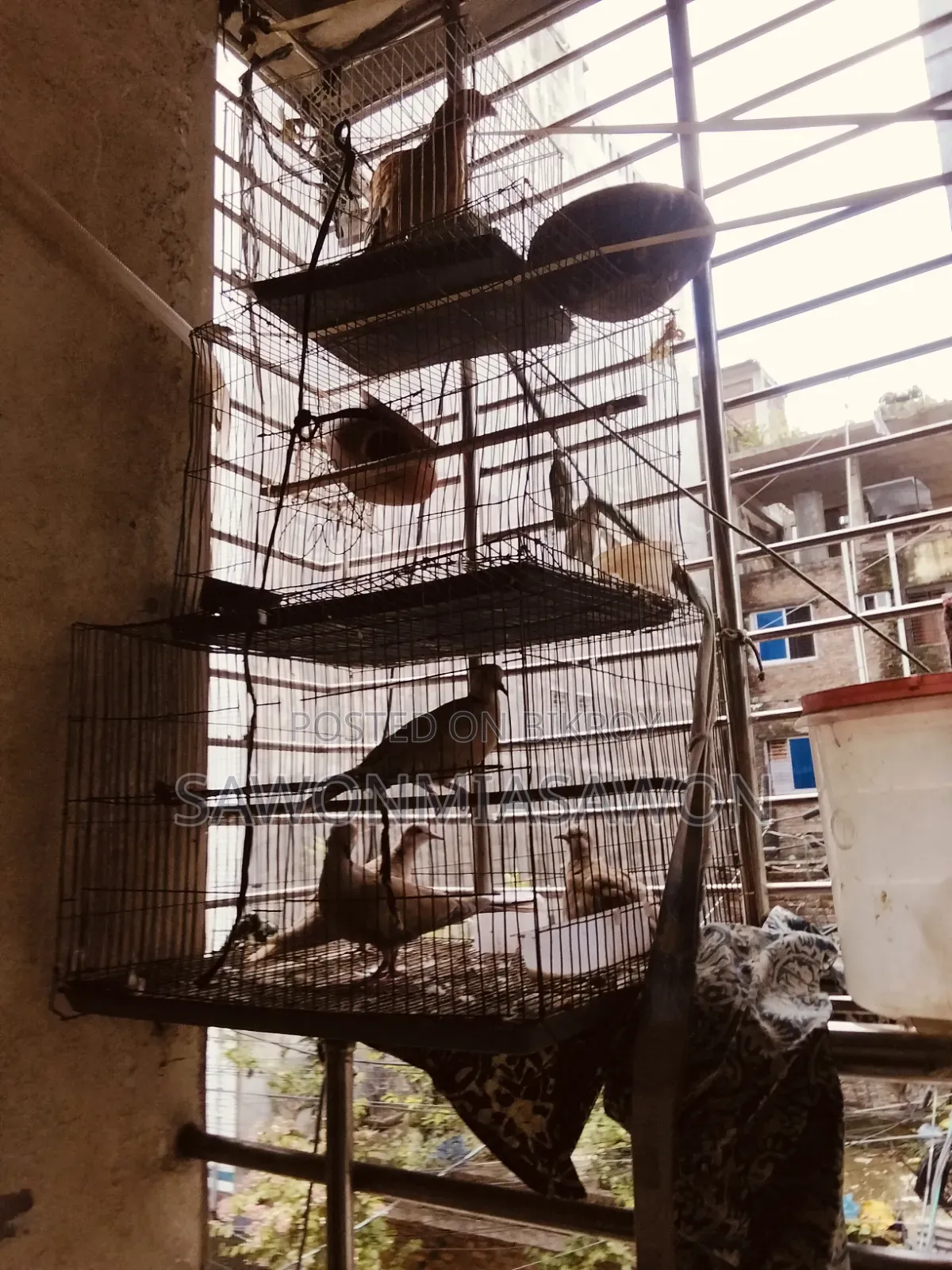 পাখি ১জোরা বাজিগর ২জোরা খুখু ১ পিসমোরগি