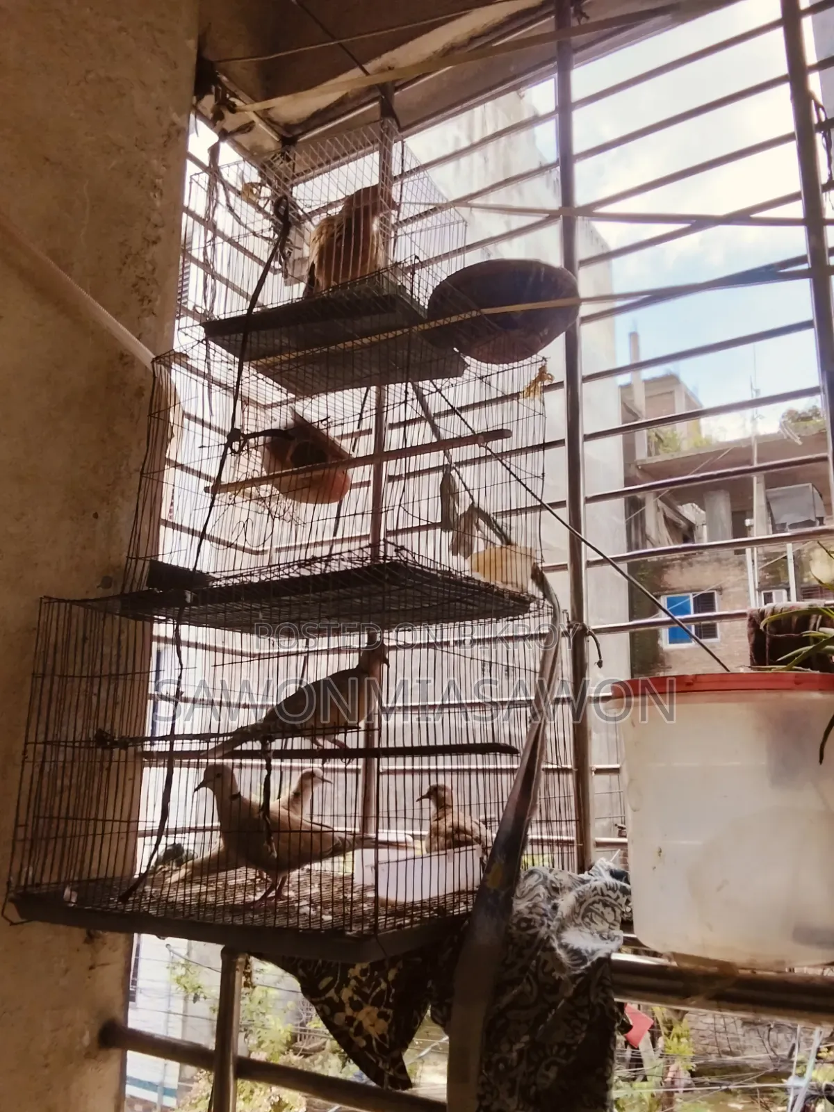 পাখি ১জোরা বাজিগর ২জোরা খুখু ১ পিসমোরগি