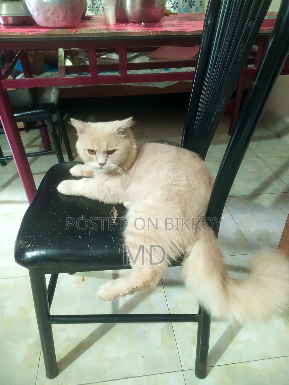 1+ year Male Mixed Breed Persian