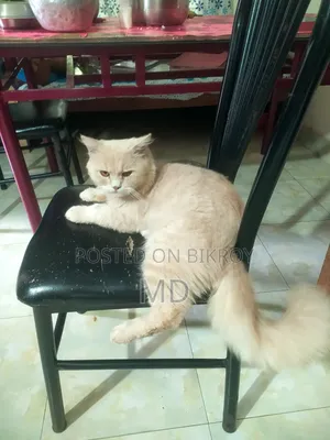 1+ year Male Mixed Breed Persian