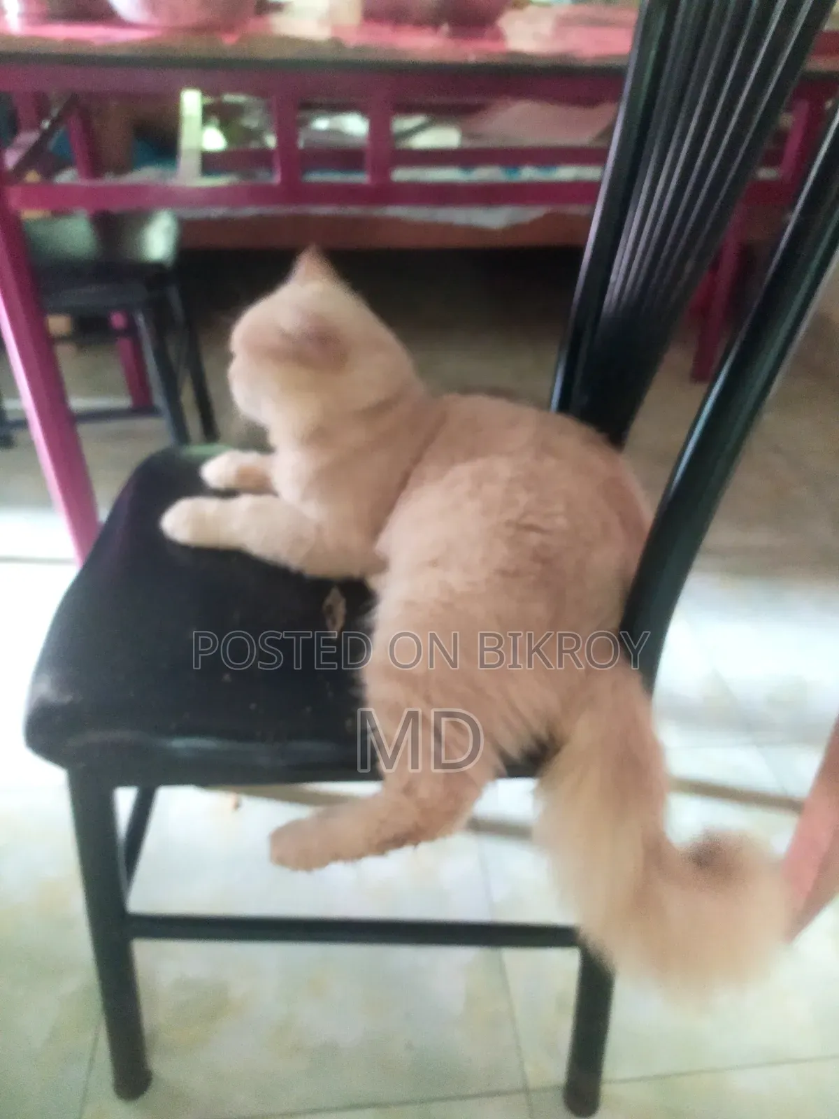 1+ year Male Mixed Breed Persian