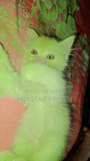 1-3 months Female Purebred Persian