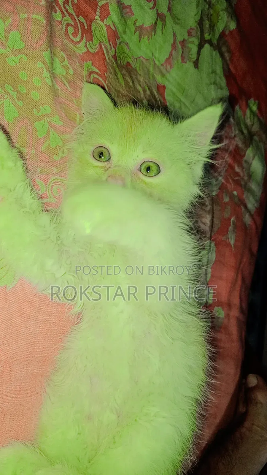 1-3 months Female Purebred Persian
