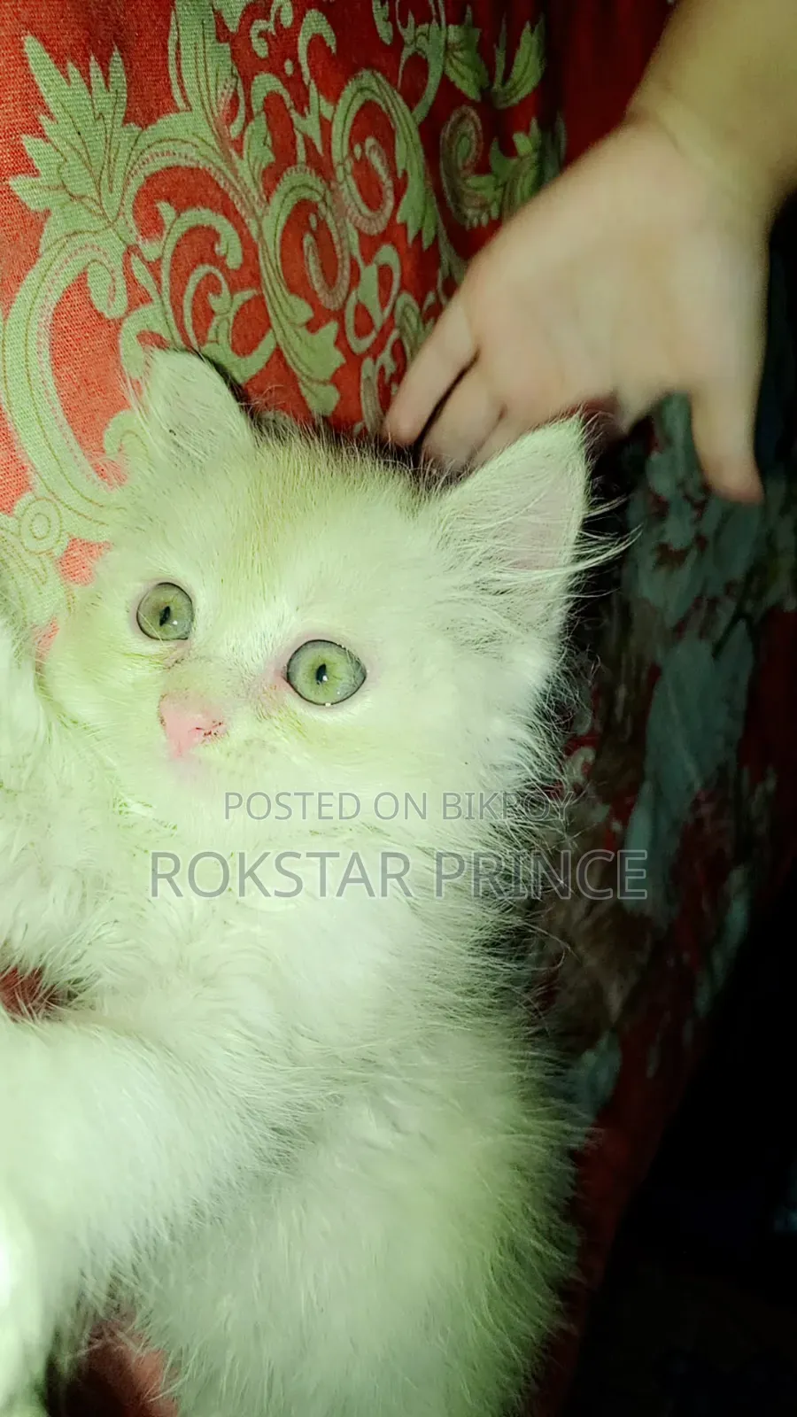 1-3 months Female Purebred Persian