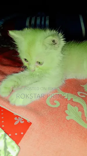1-3 months Female Purebred Persian