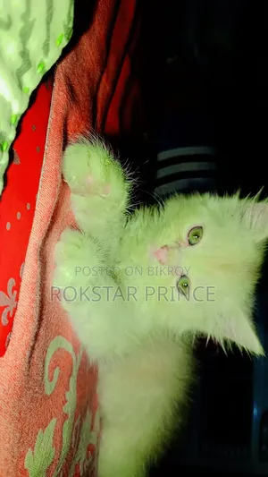 1-3 months Female Purebred Persian