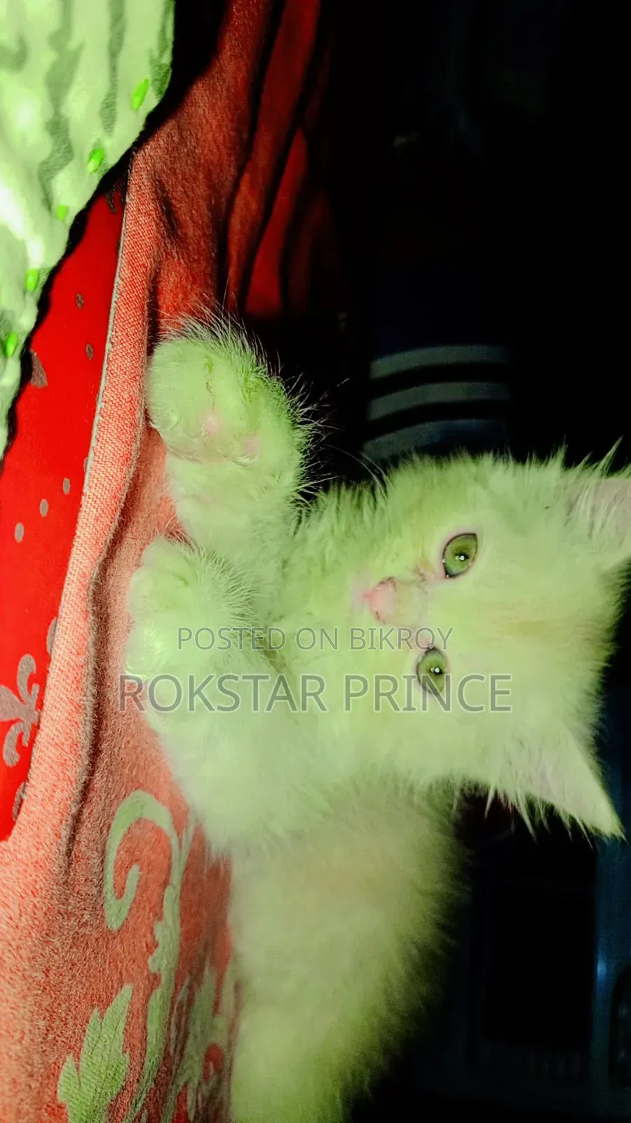 1-3 months Female Purebred Persian