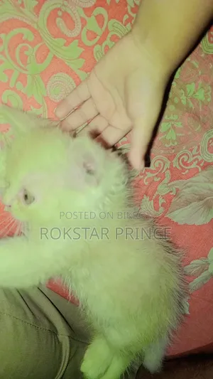 1-3 months Female Purebred Persian