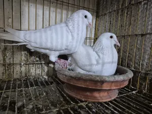 রানিং রেসার
