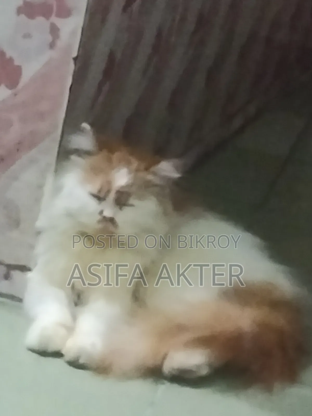 1+ year Female Purebred Persian