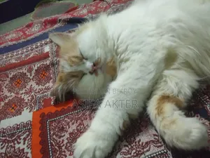 1+ year Female Purebred Persian