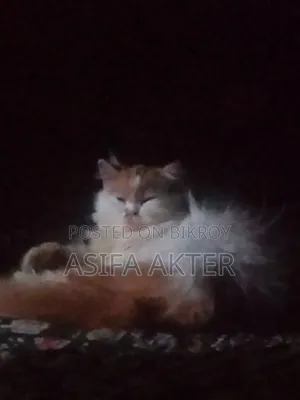 1+ year Female Purebred Persian