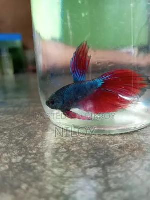 Fighter Fish