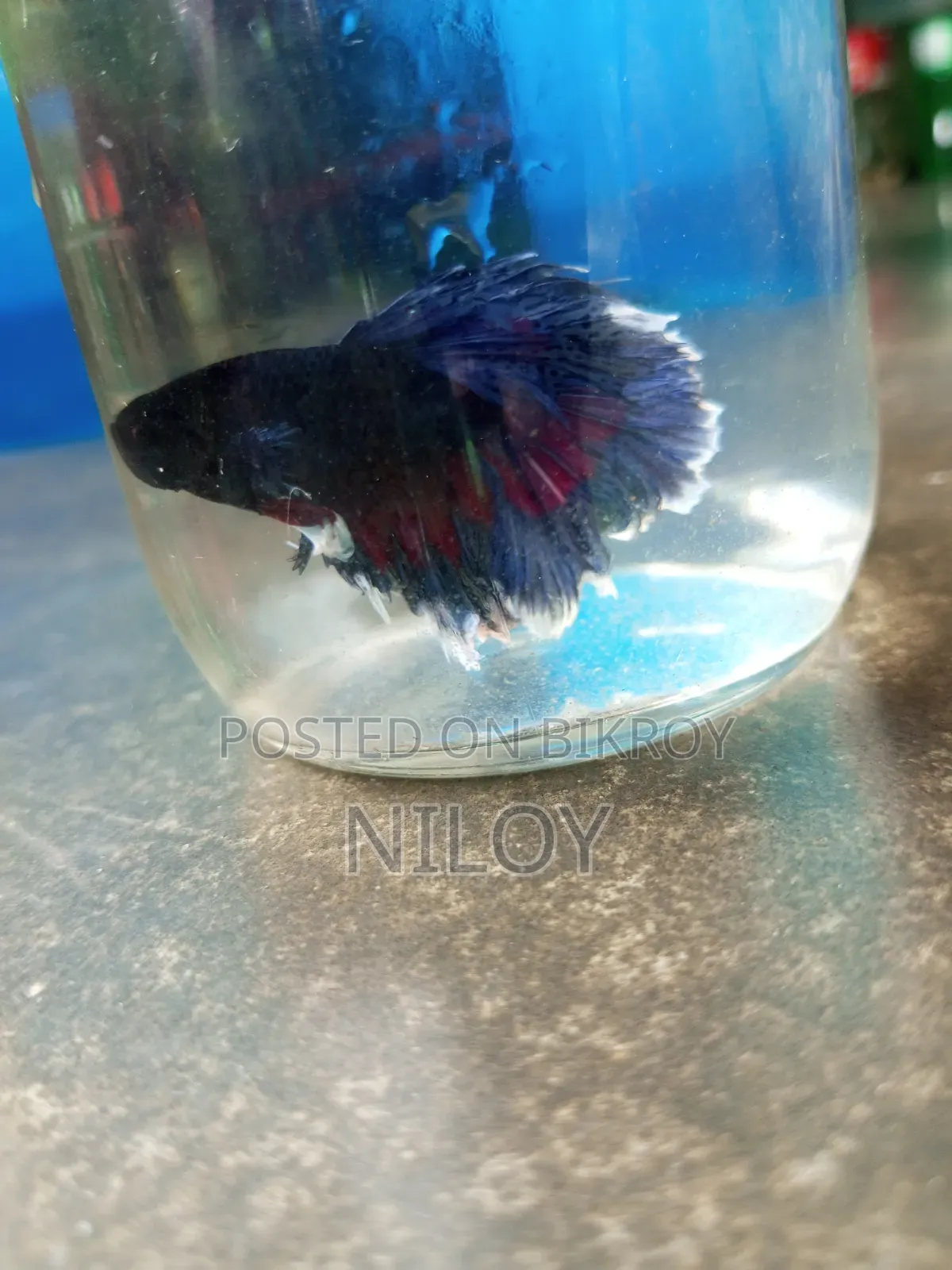 Fighter Fish