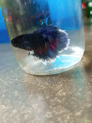 Fighter Fish
