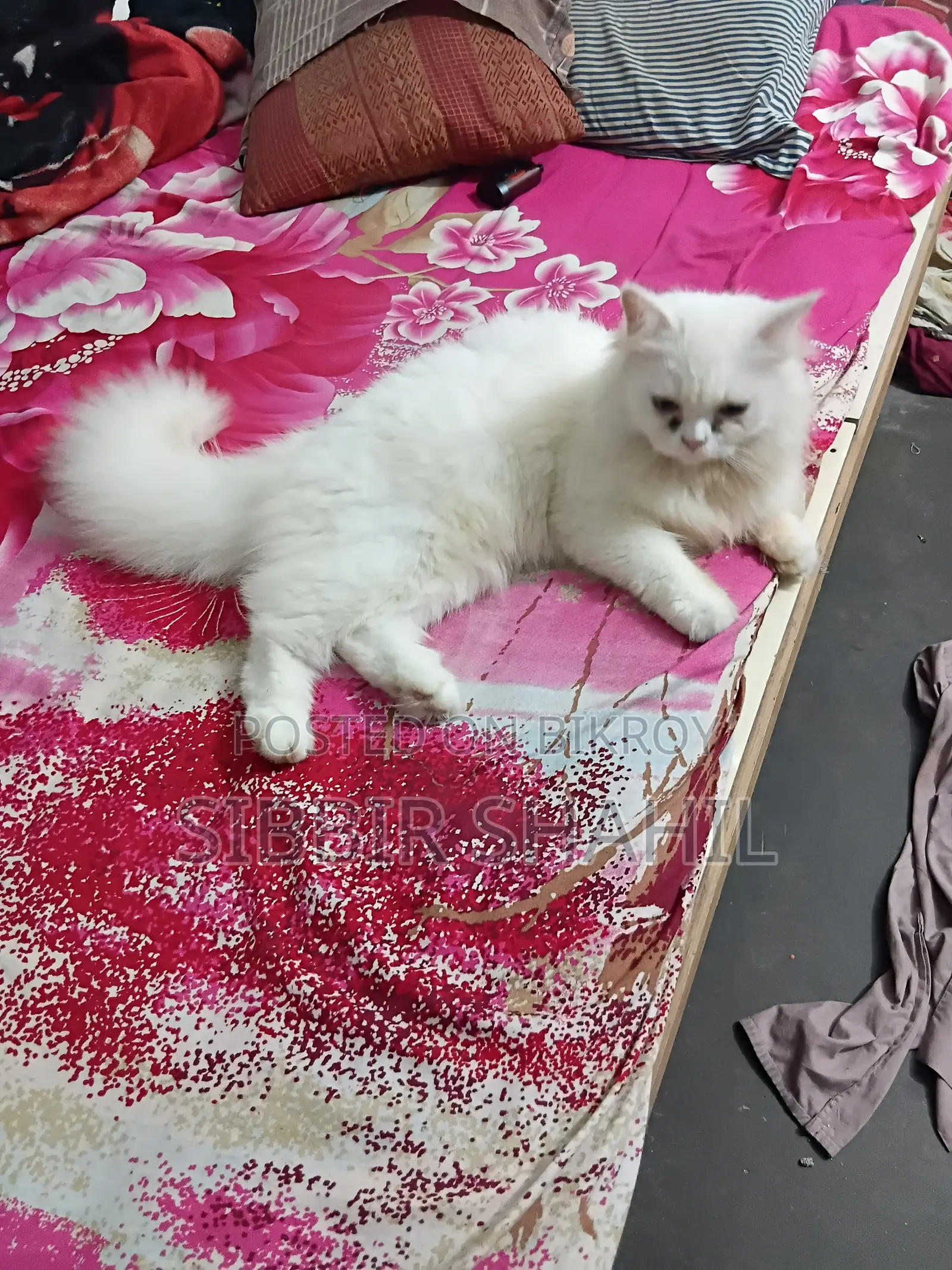 3-6 months Female Purebred Persian