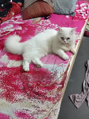 3-6 months Female Purebred Persian