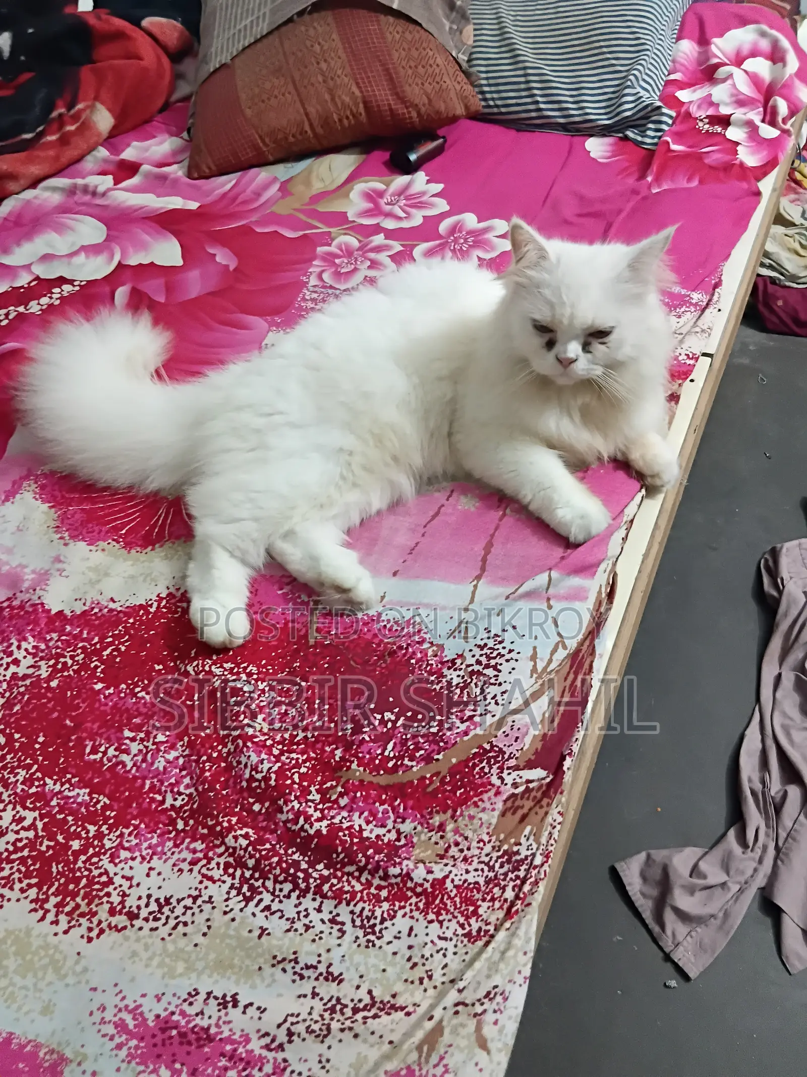 3-6 months Female Purebred Persian