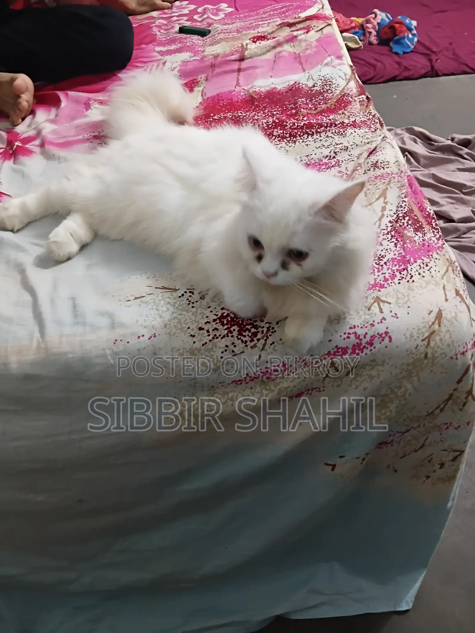 3-6 months Female Purebred Persian