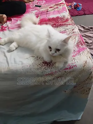 3-6 months Female Purebred Persian