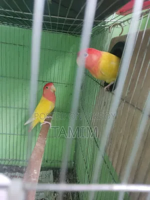 Lutino Lovebirds  Master Pair With Egss